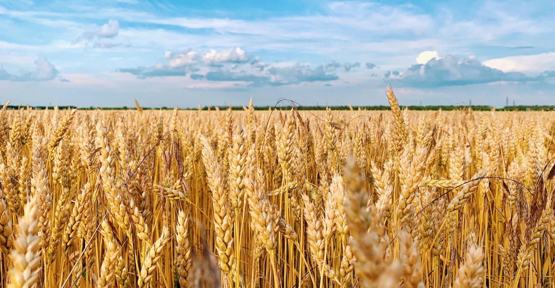 Pınar Ticaret - Çağrı Bölümü